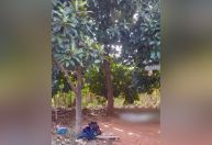 Homem morre eletrocutado ao colher abacates no interior de MG