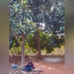 Homem morre eletrocutado ao colher abacates no interior de MG