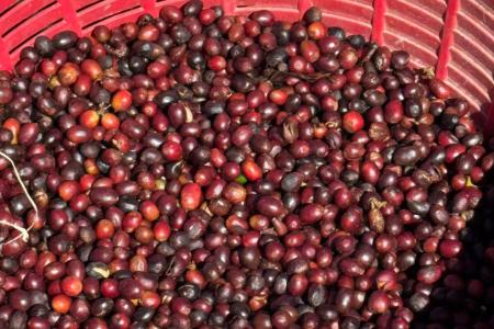 Café colhido na Fazenda Harus • Arquivo pessoal