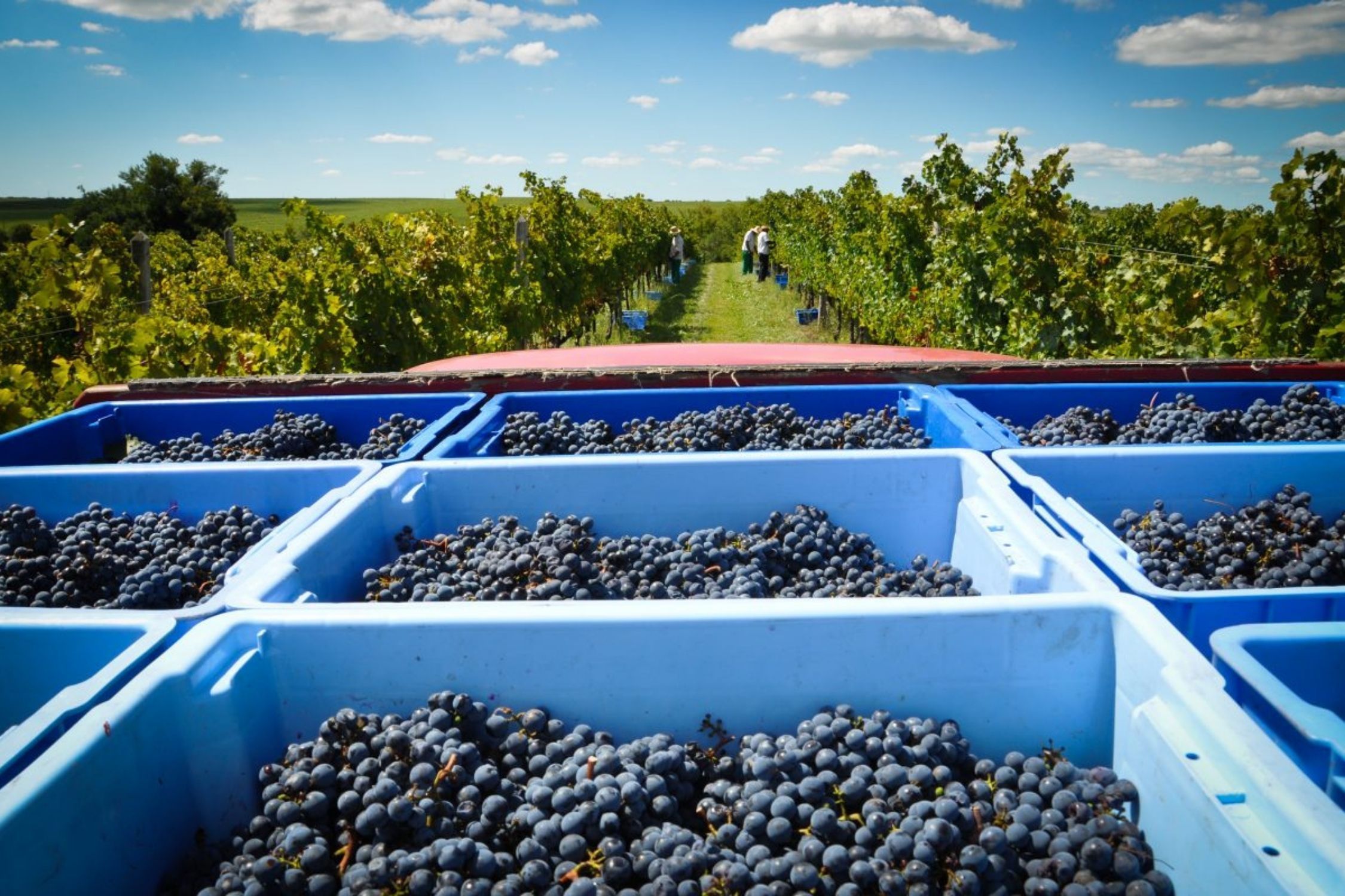 Vinhos da Campanha Gaúcha: Embrapa lança livro sobre os segredos do terroir da região
