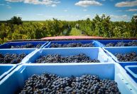 Vinhos da Campanha Gaúcha: Embrapa lança livro sobre os segredos do terroir da região