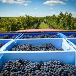 Vinhos da Campanha Gaúcha: Embrapa lança livro sobre os segredos do terroir da região