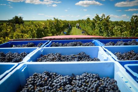 Vinhos da Campanha Gaúcha: Embrapa lança livro sobre os segredos do terroir da região