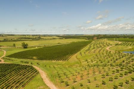 • Vinhos da Campanha Gaúcha/ Reprodução