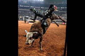 PBR BRAZIL/Divulgação