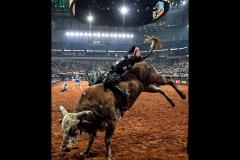 PBR BRAZIL/Divulgação