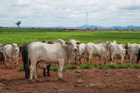 Confinamento de gado em MT deve dar salto de 55% e atingir 1,44 milhão de cabeças