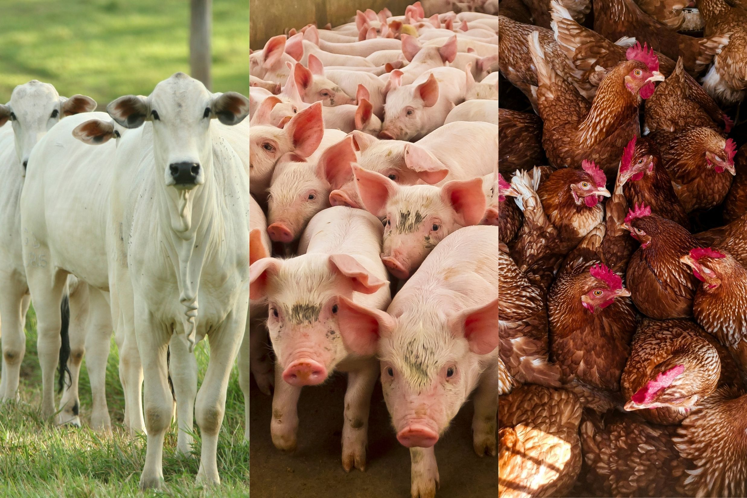 Carne em alta: abate de bois, porcos e frangos cresce no início de 2026, diz IBGE