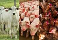 Carne em alta: abate de bois, porcos e frangos cresce no início de 2026, diz IBGE