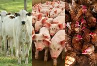 Carne em alta: abate de bois, porcos e frangos cresce no início de 2026, diz IBGE