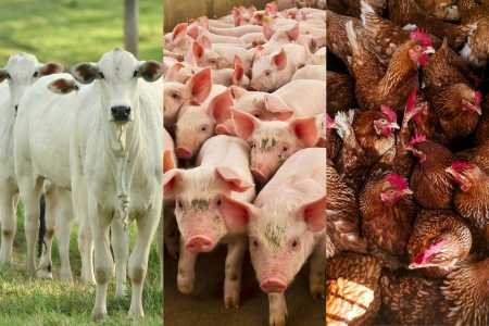 Carne em alta: abate de bois, porcos e frangos cresce no início de 2026, diz IBGE