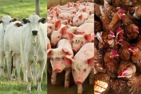 Carne em alta: abate de bois, porcos e frangos cresce no início de 2026, diz IBGE