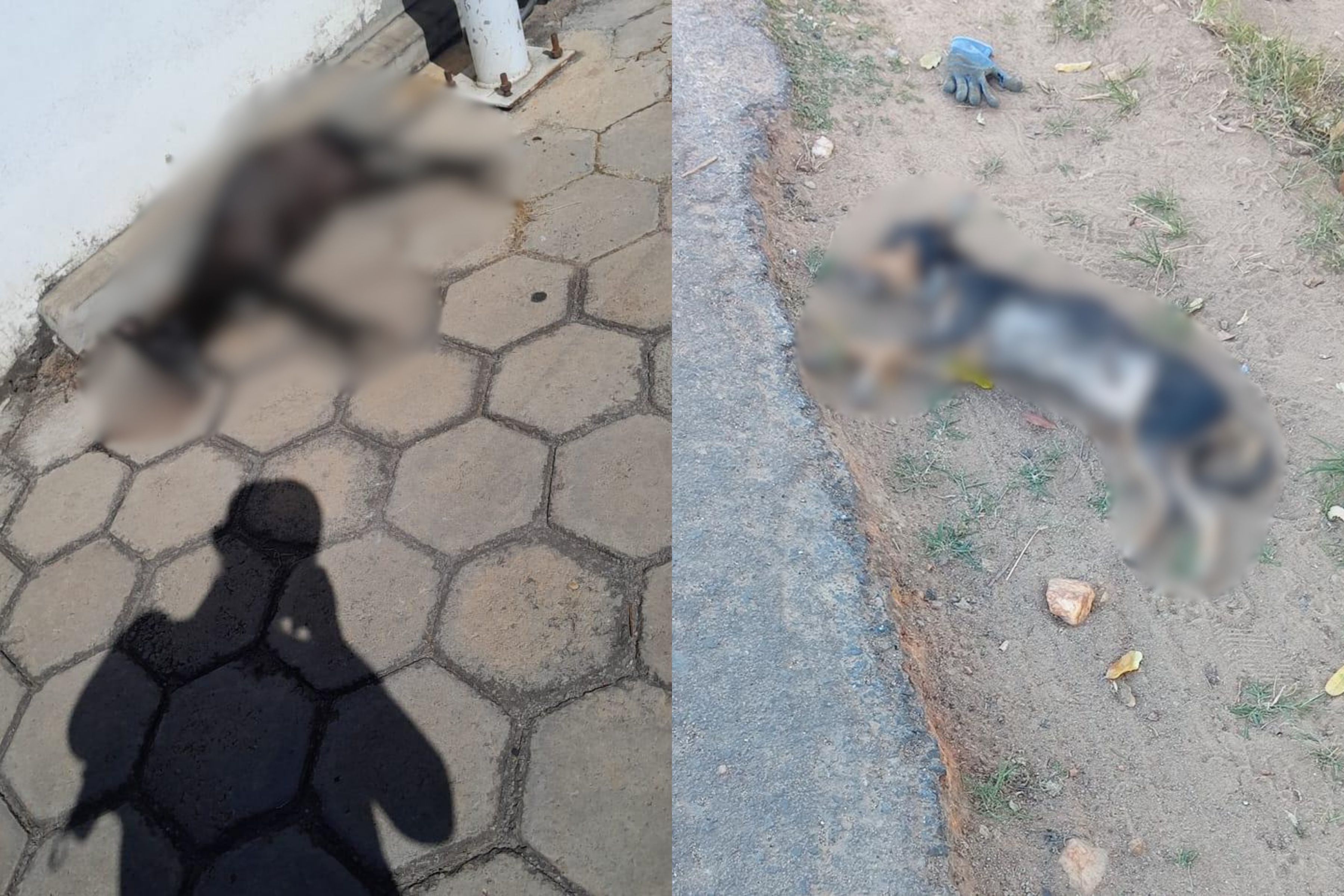 Moradores denunciam mortes de ao menos 50 cães e gatos em cidade no interior de MG