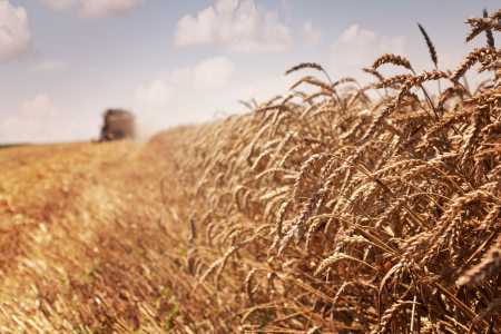 El Niño em 2026 acende alerta no trigo, mas pode ajudar a soja no Sul, diz Embrapa
