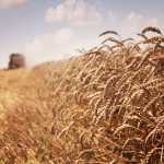 El Niño em 2026 acende alerta no trigo, mas pode ajudar a soja no Sul, diz Embrapa