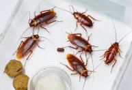 Nem ácido nem bicarbonato de sódio: a melhor maneira de eliminar infestações de baratas