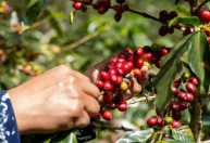 Safra de café deve crescer 18% e produzir 66,7 milhões de sacas, projeta Conab