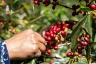 Safra de café deve crescer 18% e produzir 66,7 milhões de sacas, projeta Conab