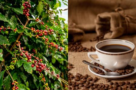 Dia Nacional do Café: preço do grão dá trégua nas gôndolas à espera de safra recorde