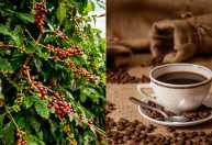 Dia Nacional do Café: preço do grão dá trégua nas gôndolas à espera de safra recorde