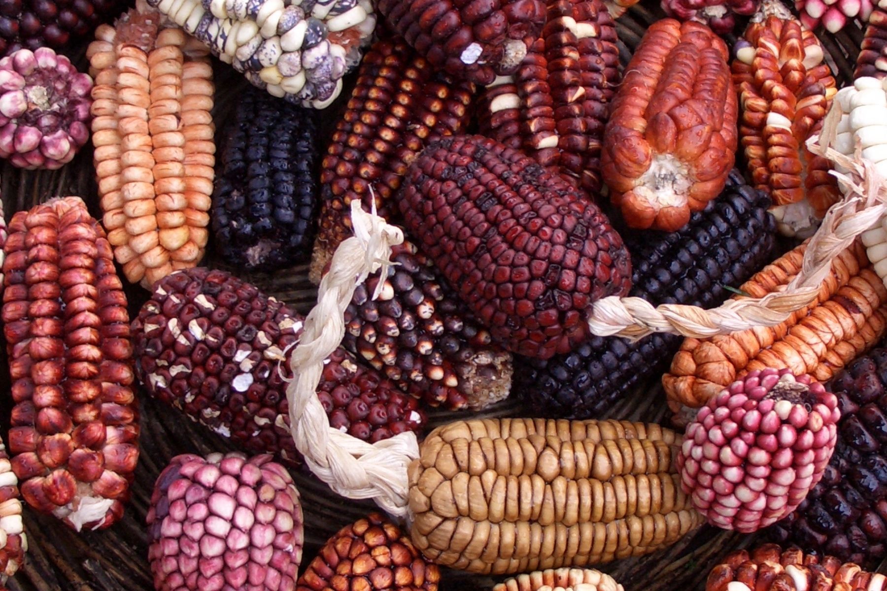 Produtores da Amazônia peruana apostam no milho roxo como alternativa sustentável