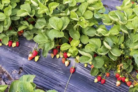 Brasil deve produzir 200 mil toneladas de morango, mas praga silenciosa acende alerta