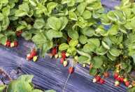 Brasil deve produzir 200 mil toneladas de morango, mas praga silenciosa acende alerta