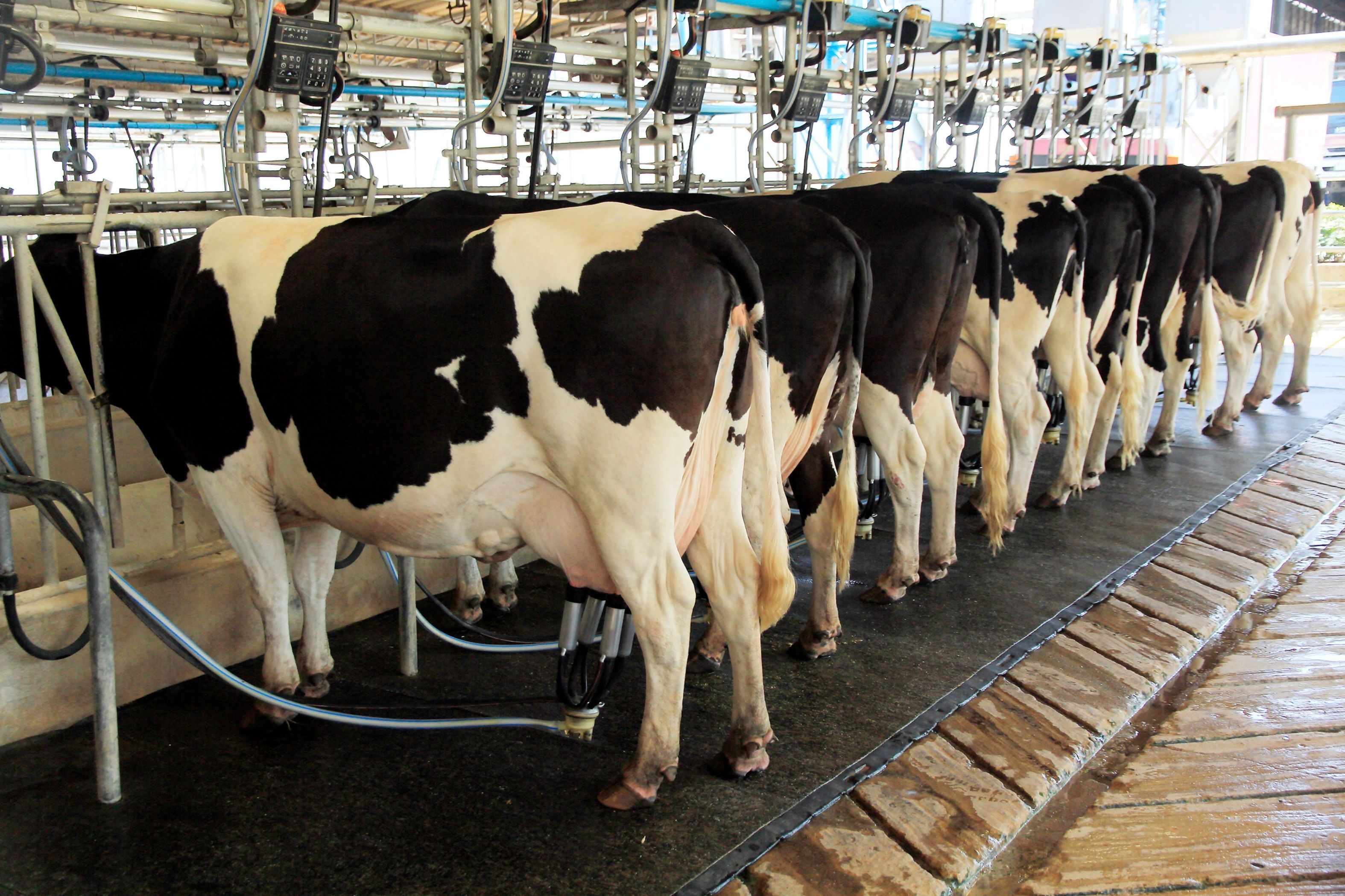 Fazendas de leite em Minas emitem menos da metade do carbono da média global
