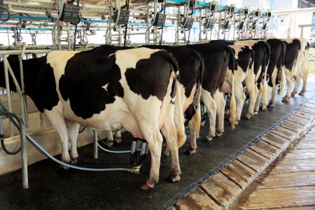 Fazendas de leite em Minas emitem menos da metade do carbono da média global