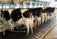 Fazendas de leite em Minas emitem menos da metade do carbono da média global