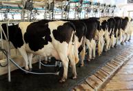 Fazendas de leite em Minas emitem menos da metade do carbono da média global