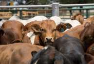 UE recusa pedido do Brasil por prazo de adaptação em novas regras para carne bovina