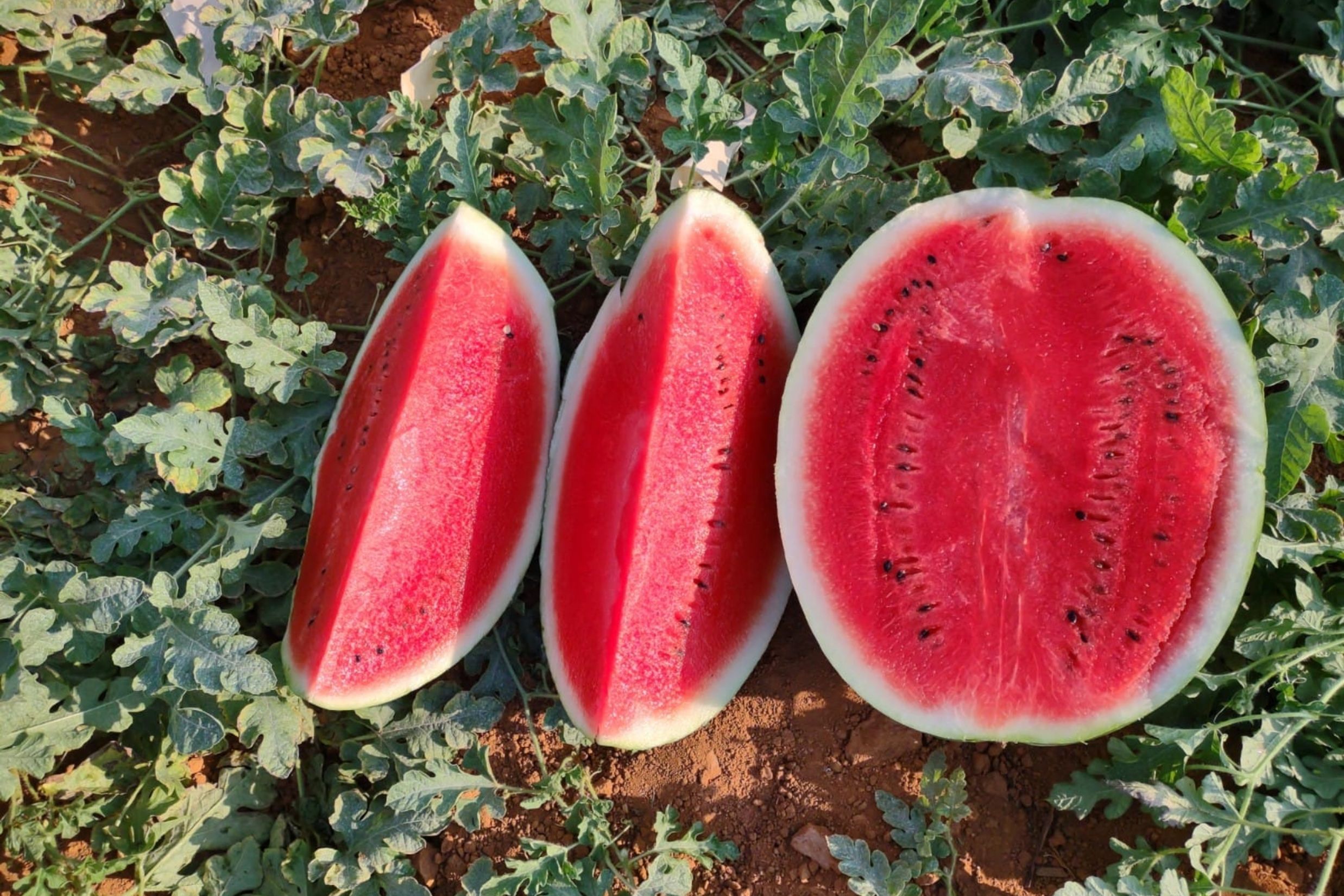 Melancia com mais polpa e maior durabilidade faz produtores do RS e TO ampliarem negócios
