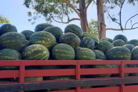 • Agristar do Brasil