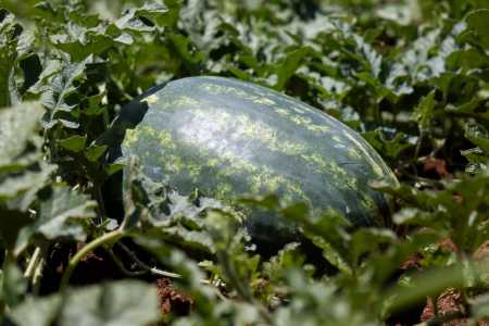 • Agristar do Brasil