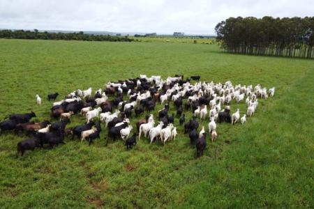 Frio mata mais de 80 bovinos em MS e Iagro acende alerta para pecuaristas