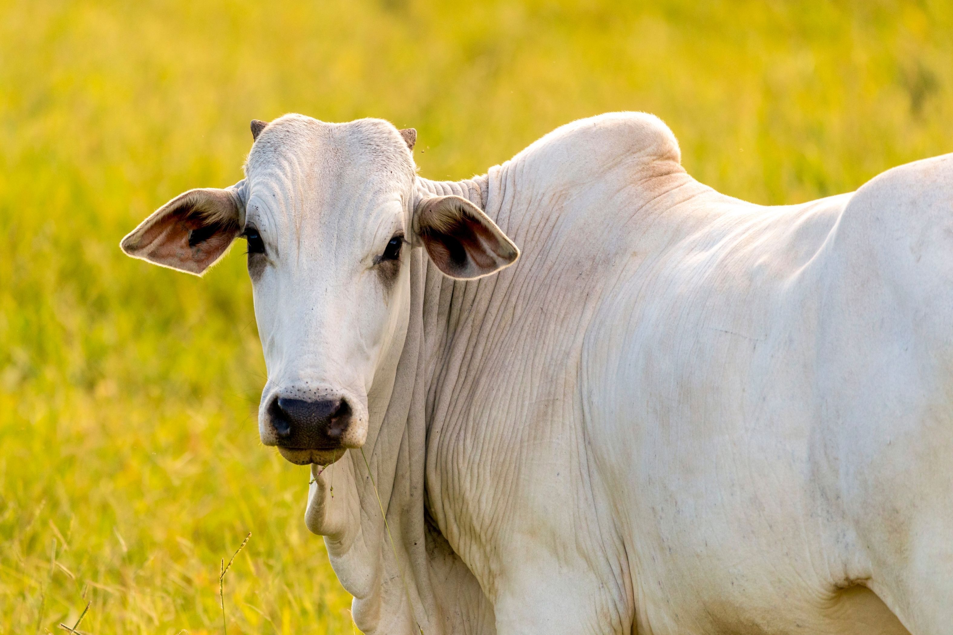 Carne mais cara? Preço do boi gordo volta a subir no final de maio; entenda