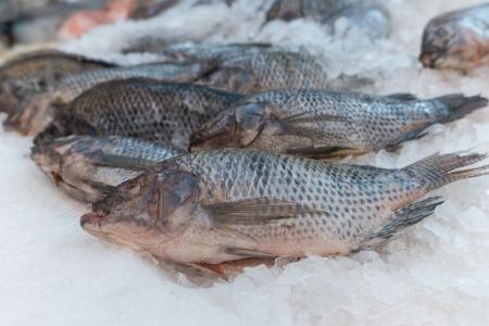Semana do Pescado encerra com distribuição gratuita de tilápias em BH nesta segunda (14)