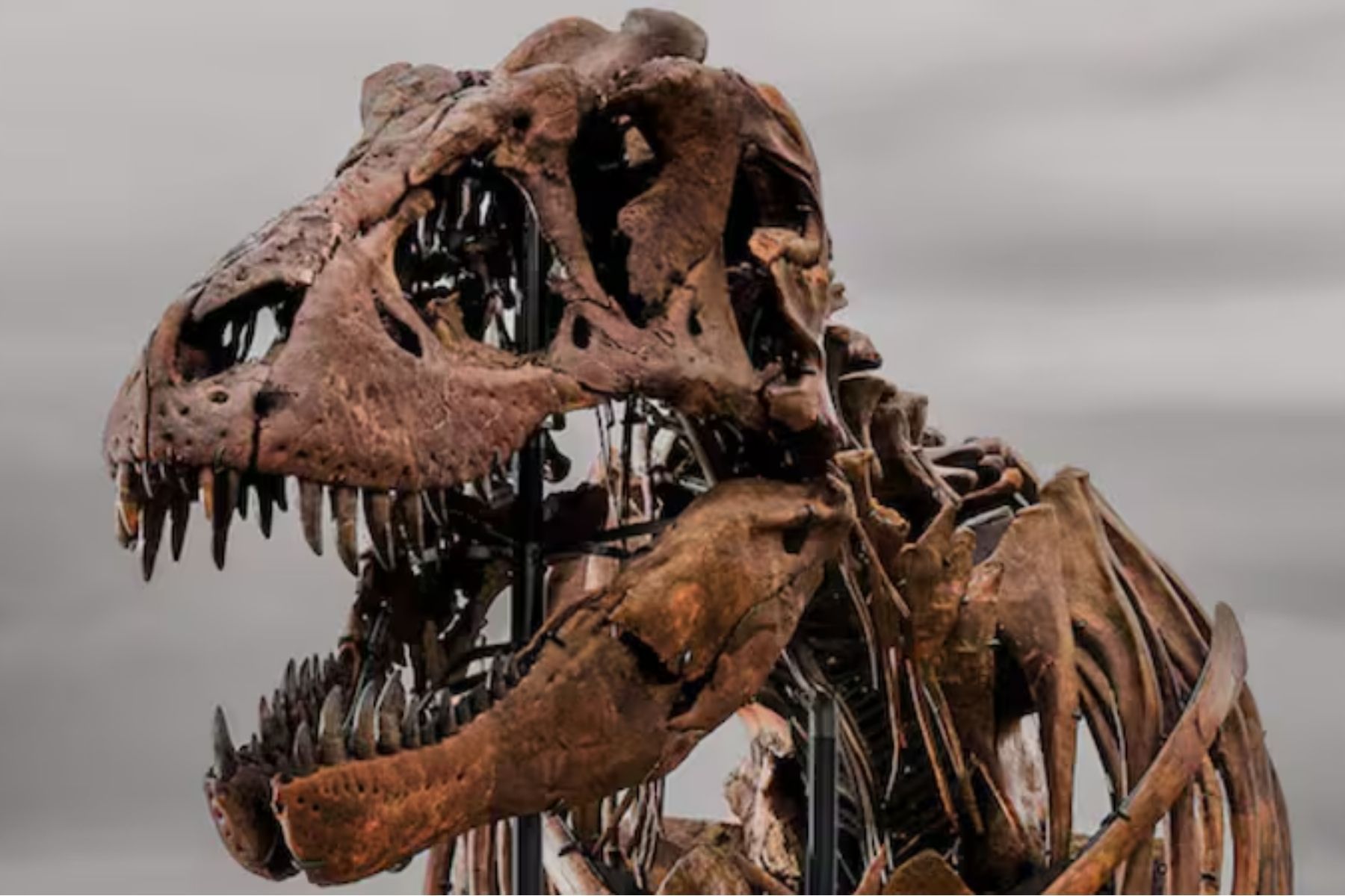 Tiranossauro rex raro de 67 milhões de anos vai a leilão; veja os valores estimados