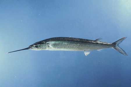 Peixe-agulha • SEFSC Pascagoula Laboratory; Collection of Brandi Noble, NOAA/NMFS/SEFSC, Public domain, via Wikimedia Commons