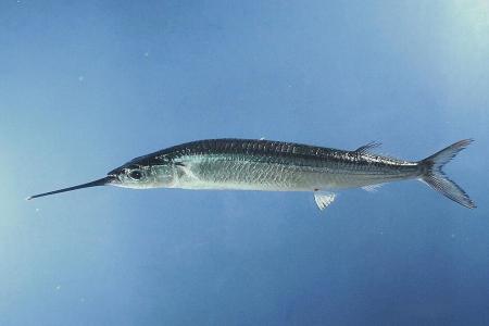Peixe-agulha • SEFSC Pascagoula Laboratory; Collection of Brandi Noble, NOAA/NMFS/SEFSC, Public domain, via Wikimedia Commons