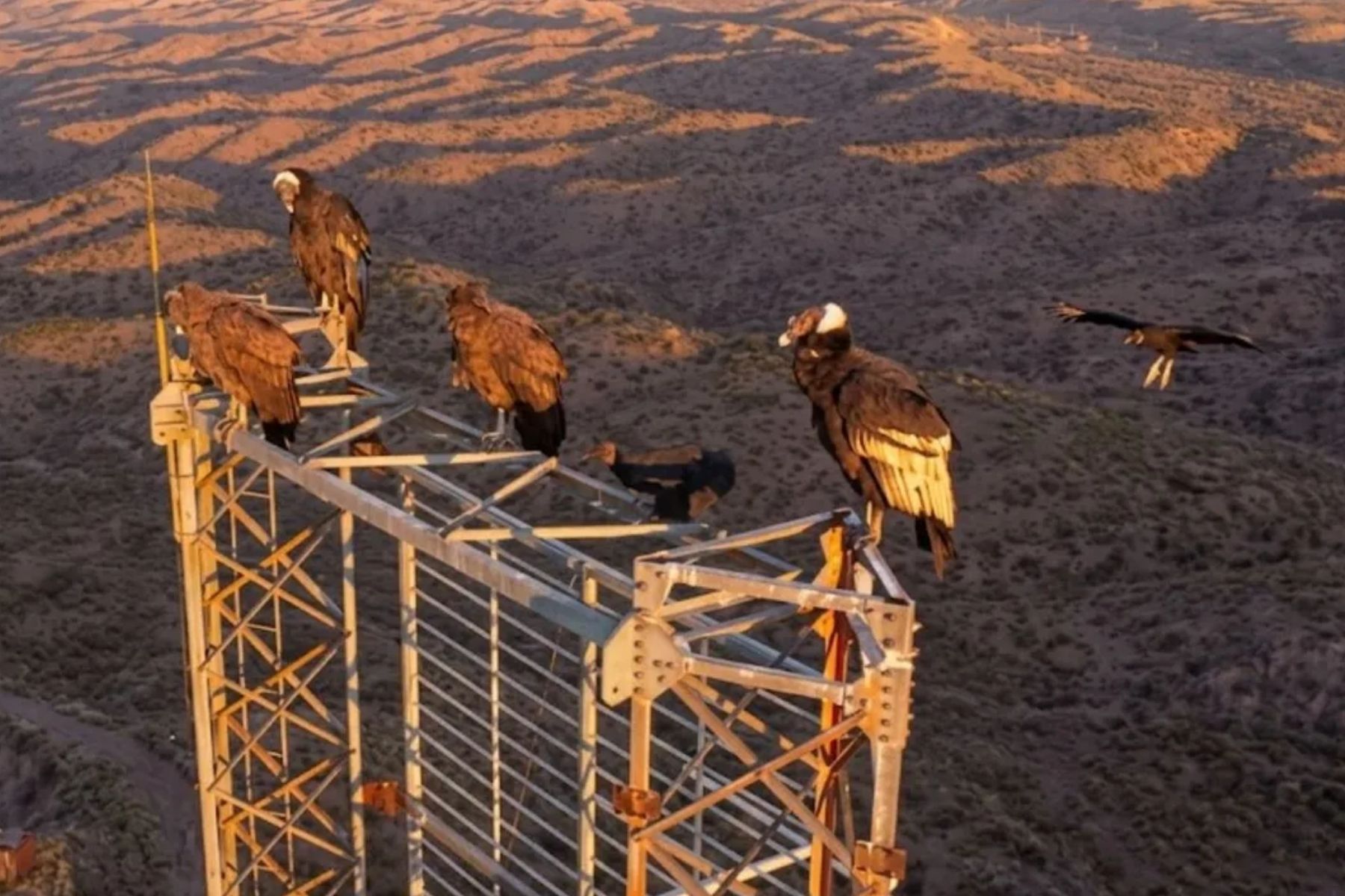 Aparição misteriosa de seis aves gigantes surpreende em país da América Latina