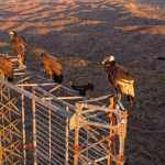 Aparição misteriosa de seis aves gigantes surpreende em país da América Latina