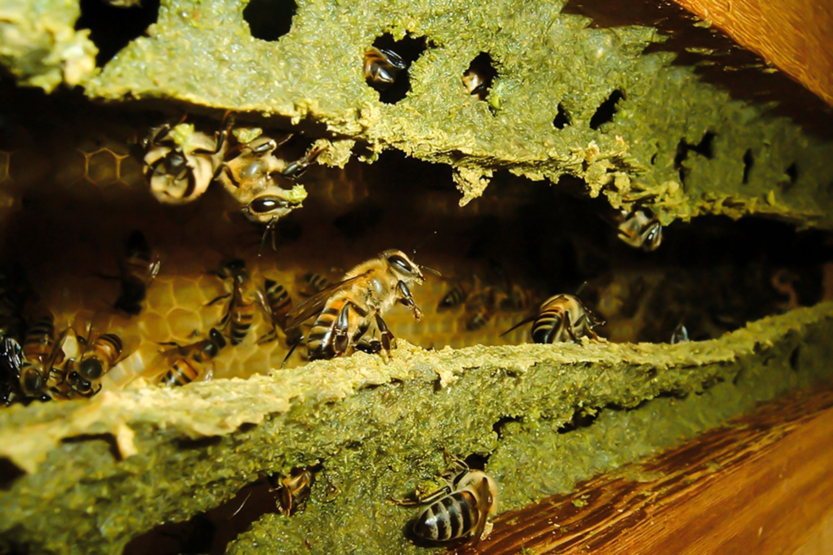 Própolis-verde: apicultores da Serra da Canastra reinventam produção com apoio da Fapemig