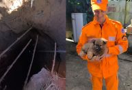 Bombeiros resgatam filhote de cachorro que caiu em cisterna de 10 metros em Minas