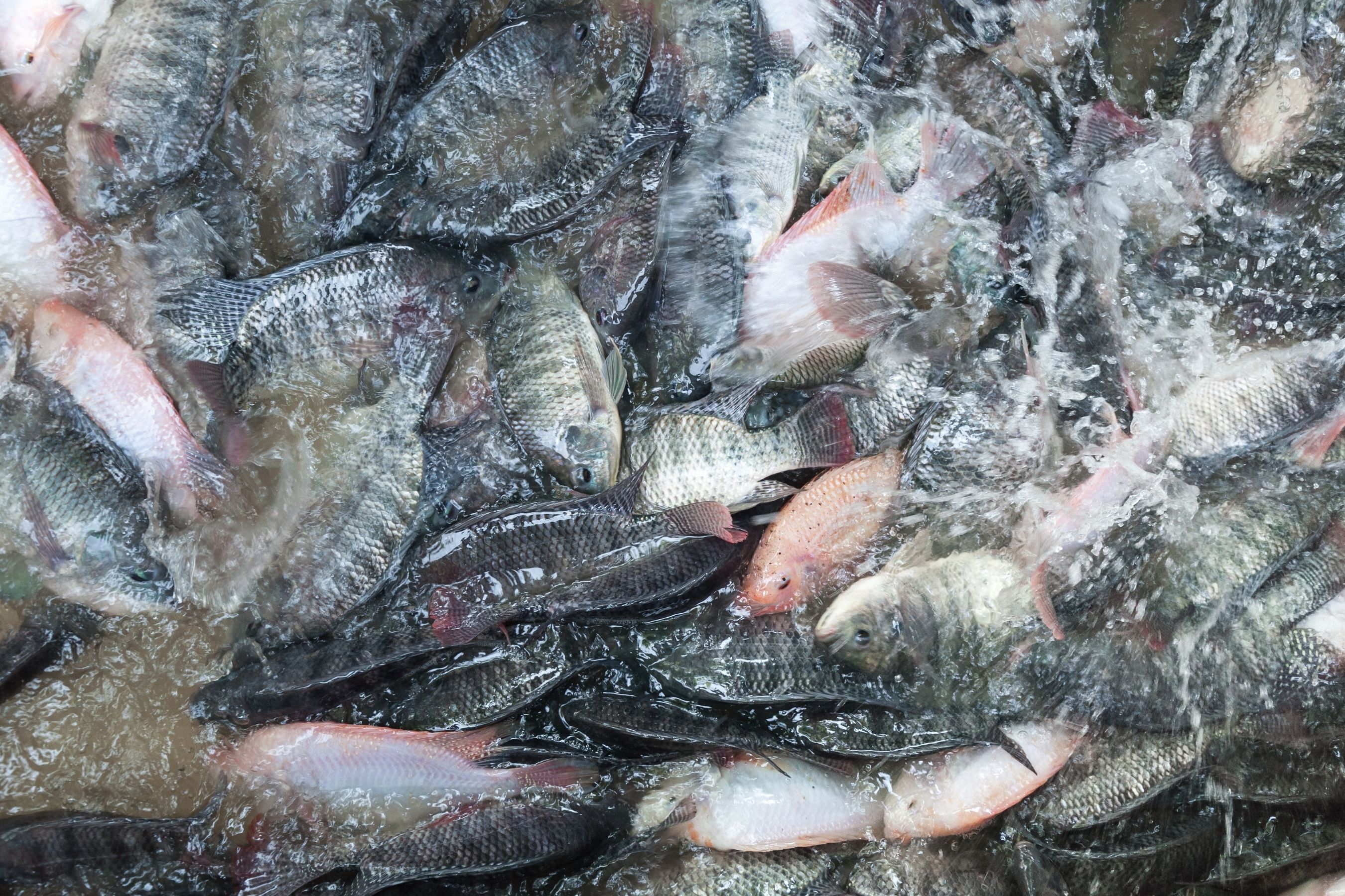 Tilápia 'invasora'? Setor teme perda de US$ 38 milhões com classificação, alerta Peixe BR