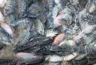 Tilápia 'invasora'? Setor teme perda de US$ 38 milhões com classificação, alerta Peixe BR