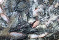 Tilápia 'invasora'? Setor teme perda de US$ 38 milhões com classificação, alerta Peixe BR