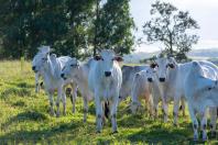 VBP do agro é estimado em R$ 1,39 trilhão em julho com alta na soja e bovinos