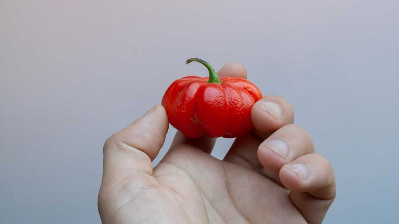 Fruta Da O que é e quais são os benefícios da pitanga? Fruta brasileira é ...